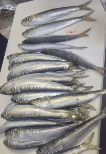 マイワシの釣果