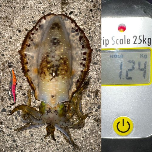 アオリイカの釣果