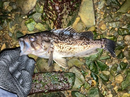 クロソイの釣果