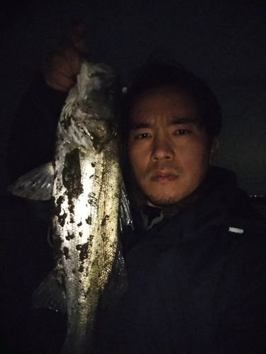 セイゴ（タイリクスズキ）の釣果