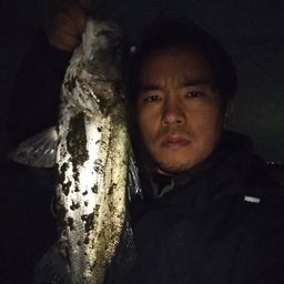 セイゴ（タイリクスズキ）