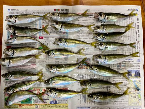 アジの釣果