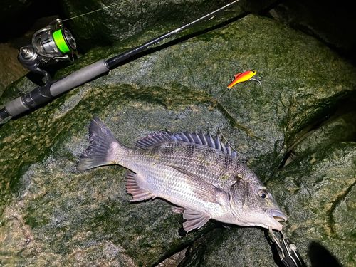 チヌの釣果