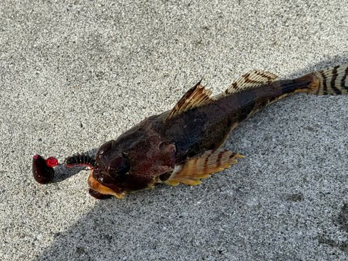 ギスカジカの釣果