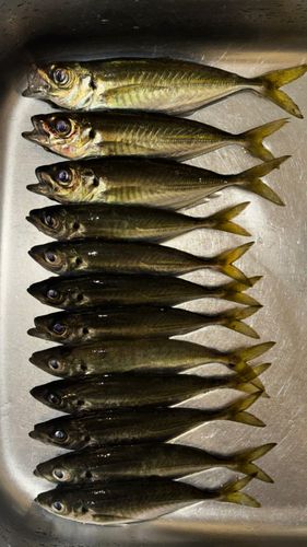 アジの釣果