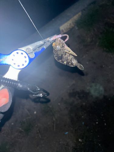 タケノコメバルの釣果