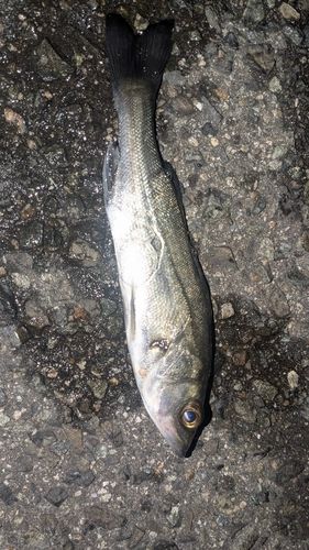 セイゴ（タイリクスズキ）の釣果