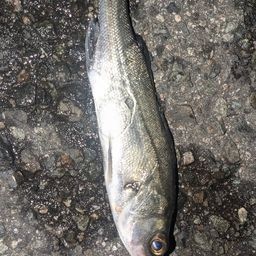 セイゴ（タイリクスズキ）