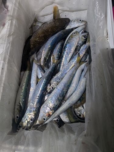 イワシの釣果
