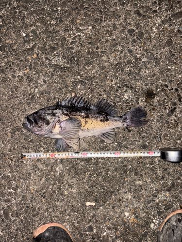 クロソイの釣果