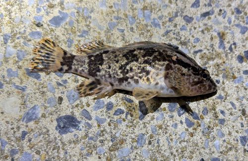 タケノコメバルの釣果