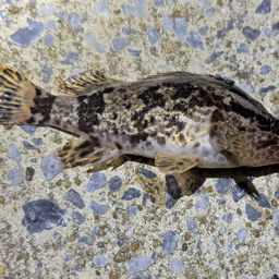 タケノコメバル