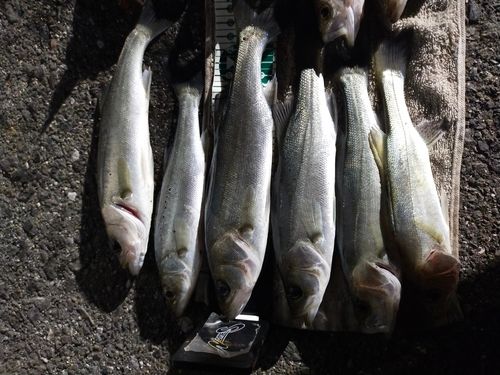 セイゴ（マルスズキ）の釣果