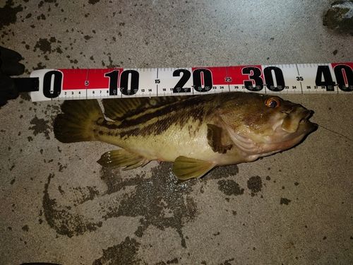 シマゾイの釣果