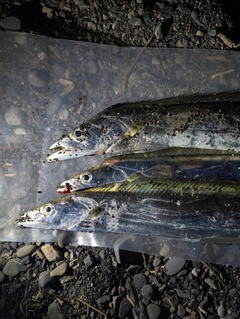 タチウオの釣果