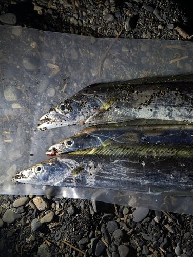 タチウオの釣果
