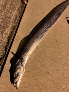 タチウオの釣果