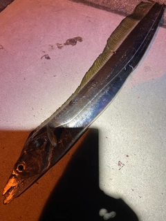 タチウオの釣果