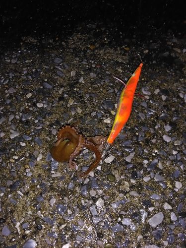 タコの釣果