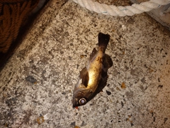 アカメバルの釣果