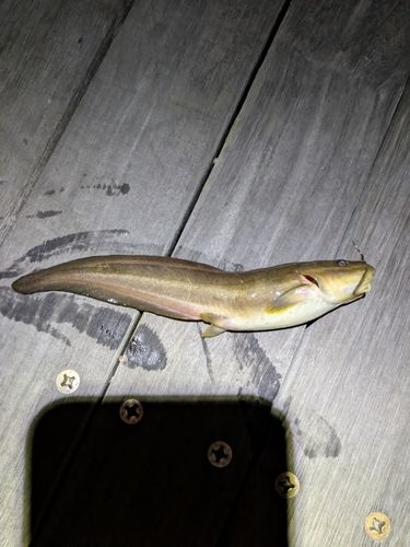 ゴンズイの釣果