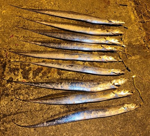 タチウオの釣果