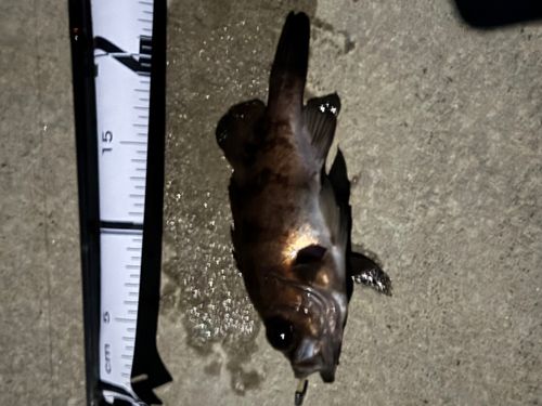 シロメバルの釣果