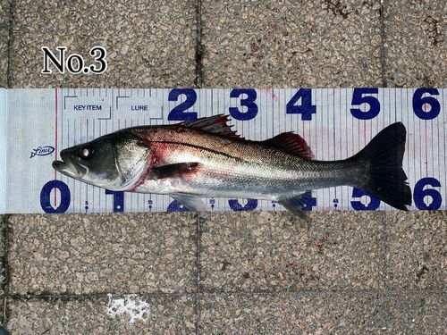 シーバスの釣果