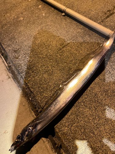 タチウオの釣果