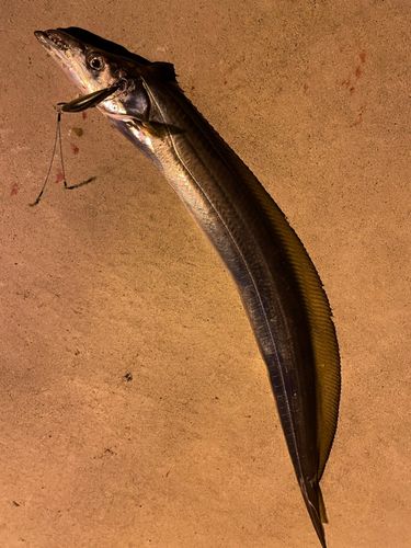 タチウオの釣果