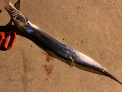 タチウオの釣果