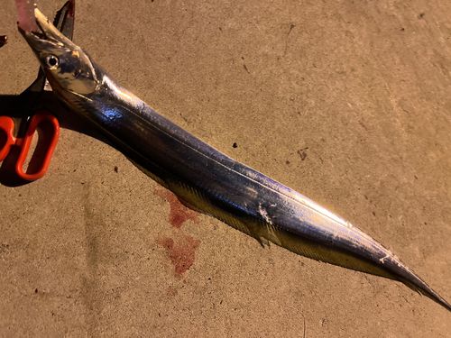 タチウオの釣果