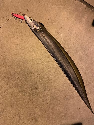 タチウオの釣果