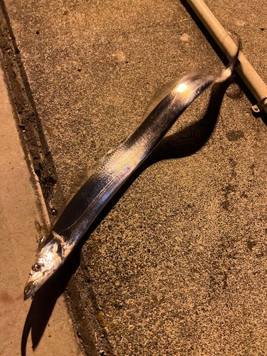 タチウオの釣果