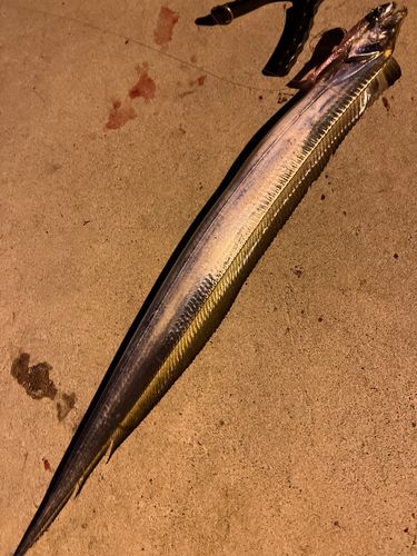 タチウオの釣果