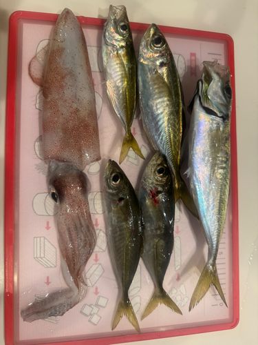 アジの釣果