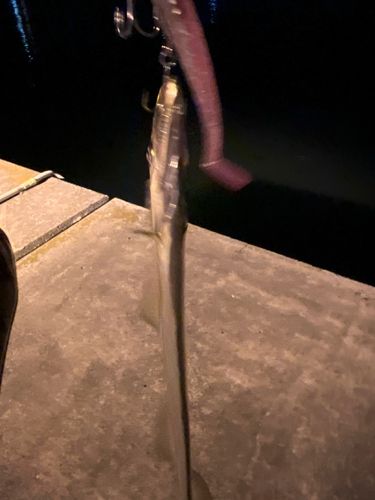 タチウオの釣果