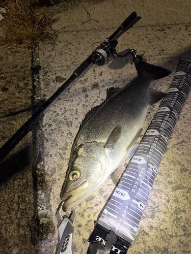 ヒラスズキの釣果