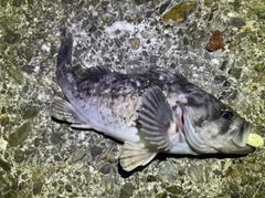 クロソイの釣果