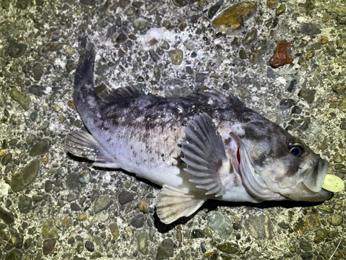 クロソイの釣果