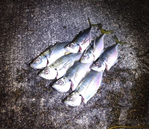 アジの釣果