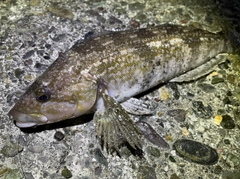 アイナメの釣果