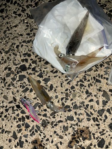 ヤリイカの釣果