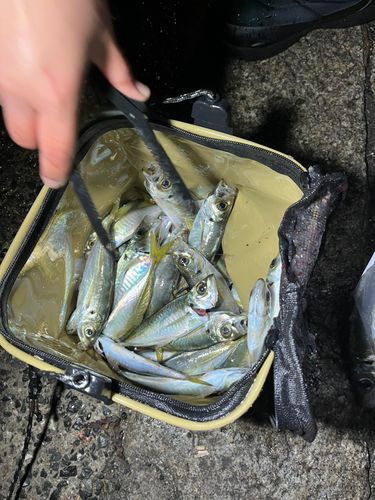 アジの釣果