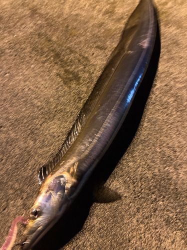 タチウオの釣果