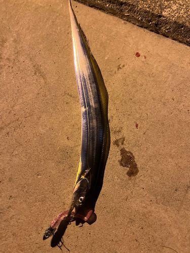 タチウオの釣果