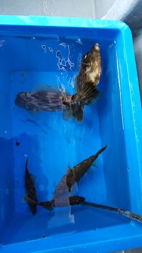 カワハギの釣果