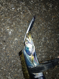 タチウオの釣果