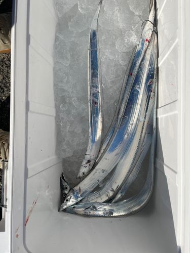 タチウオの釣果