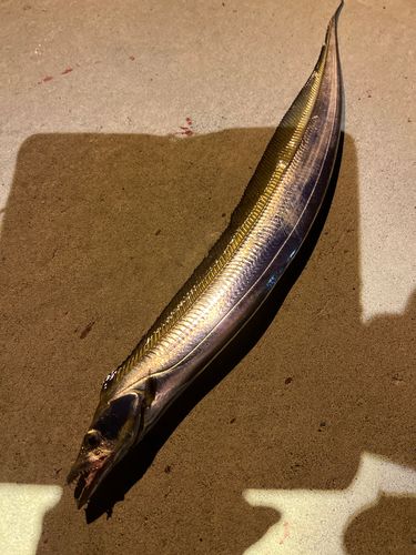 タチウオの釣果